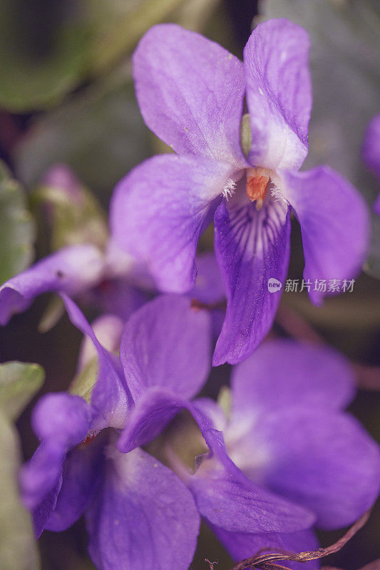 特写的甜紫罗兰，Viola odorata，德国，黑森